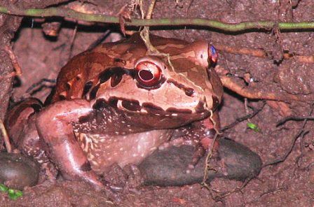 Mexican white-lipped frog